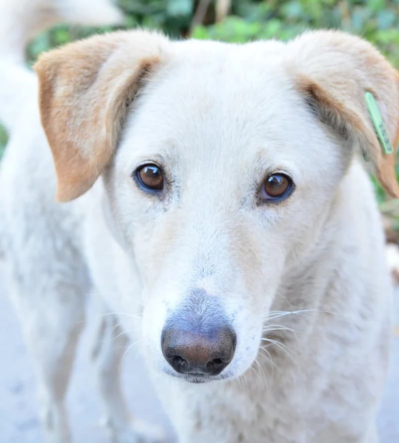 OTIS, male senior Mixed Breed for adoption at Stichting NKM Dog & Cat Rescue Team, Tiel (NL-wide)