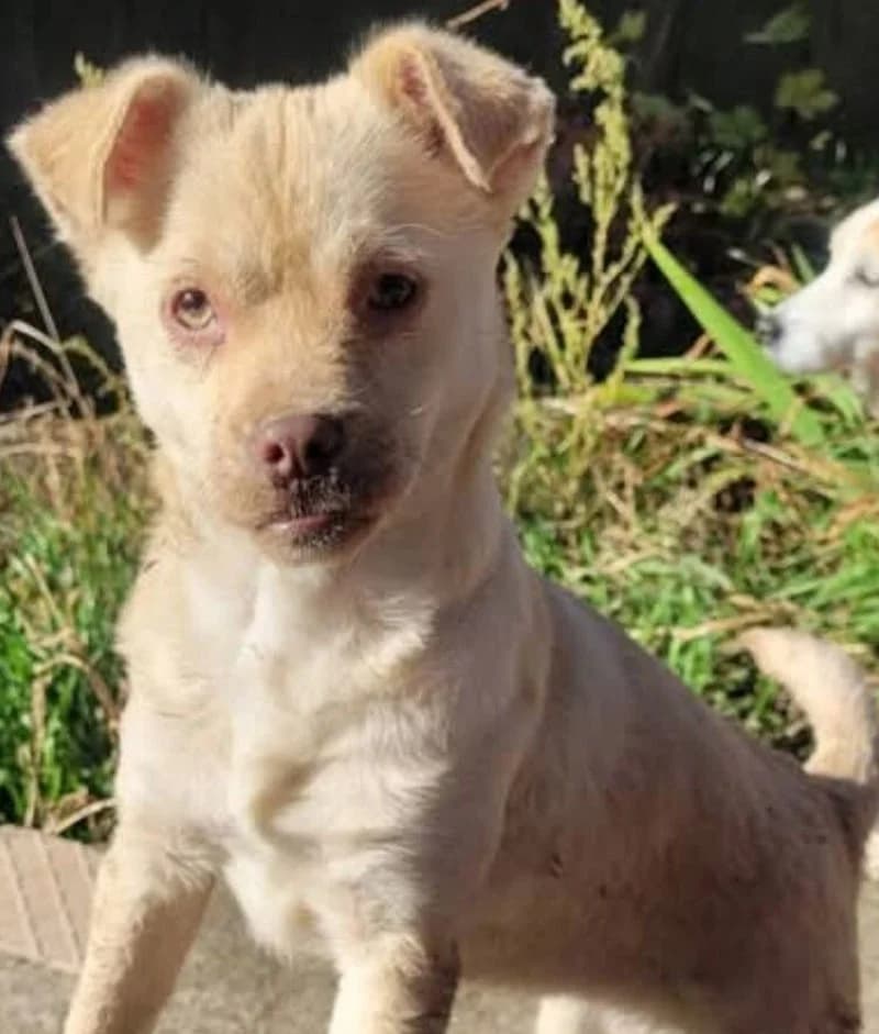 PINKY, female puppy Mixed Breed for adoption at Stichting NKM Dog & Cat Rescue Team, Tiel (NL-wide)