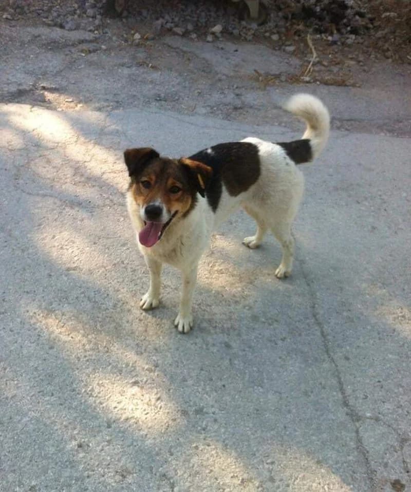 PIXIE, female senior Mixed Breed for adoption at Stichting NKM Dog & Cat Rescue Team, Tiel (NL-wide)