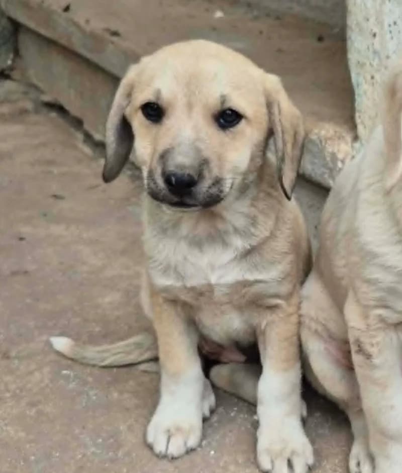 DAICY, female Mixed Breed for adoption at Stichting NKM Dog & Cat Rescue Team, Tiel (NL-wide)