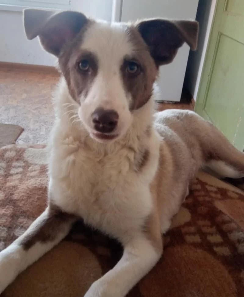 PUPI, female young Mixed Breed for adoption at Stichting NKM Dog & Cat Rescue Team, Tiel (NL-wide)