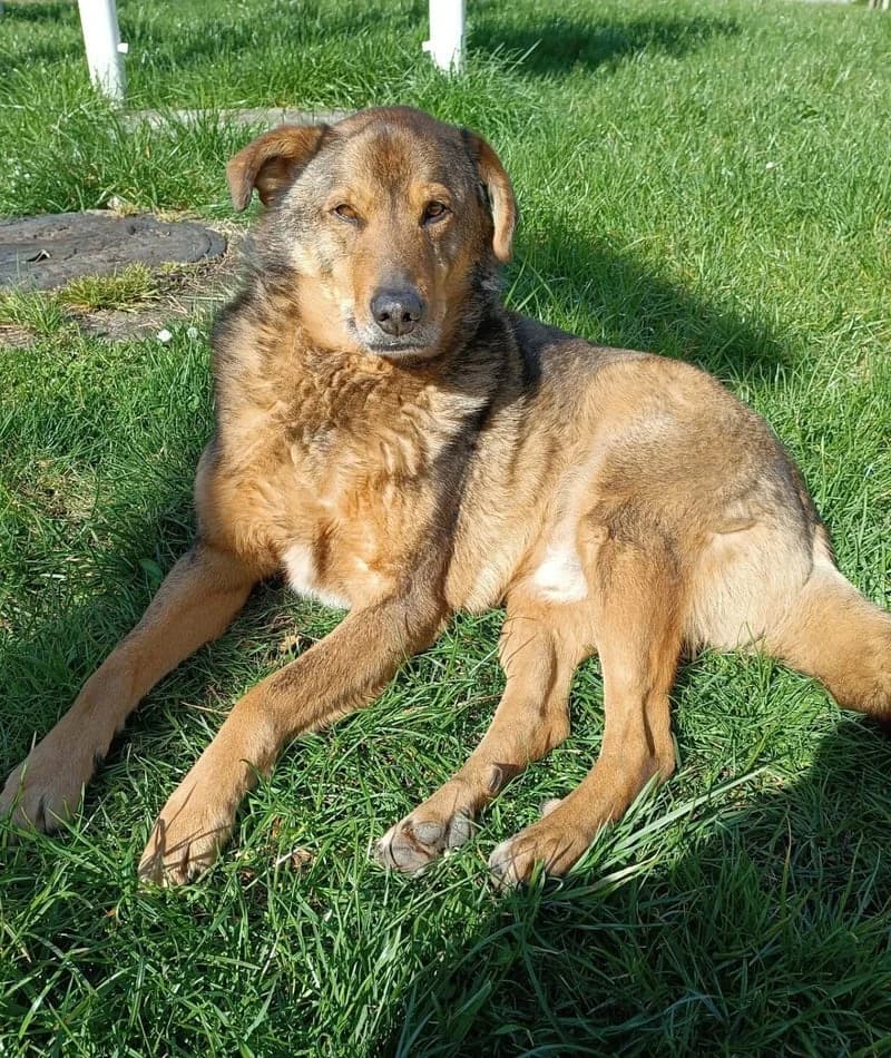 RAFI, male 5yo Mixed Breed for adoption at Stichting NKM Dog & Cat Rescue Team, Tiel (NL-wide)