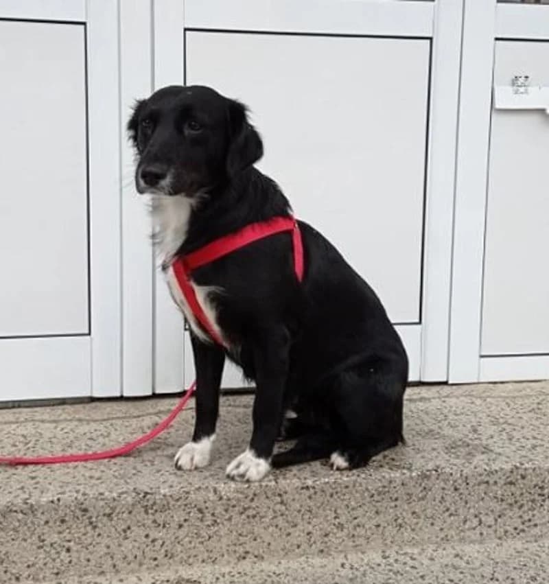 RAVEN, female 7yo Mixed Breed for adoption at Stichting NKM Dog & Cat Rescue Team, Tiel (NL-wide)