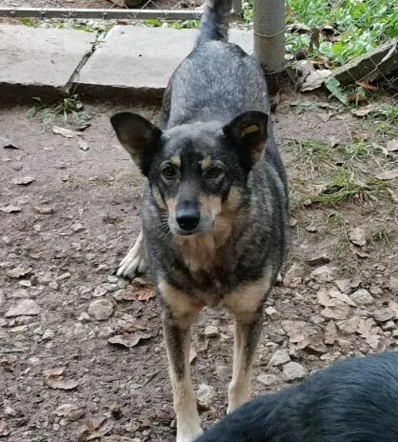 REXIE, female senior Mixed Breed for adoption at Stichting NKM Dog & Cat Rescue Team, Tiel (NL-wide)
