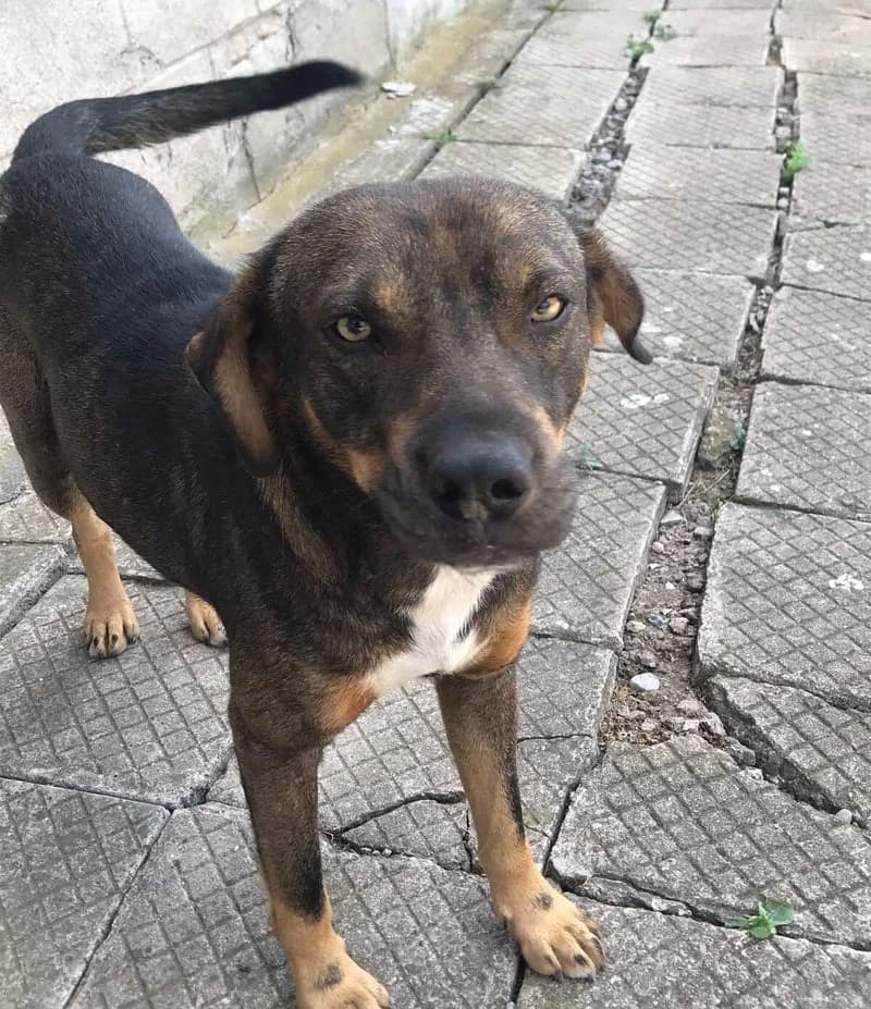 RICO, male young Mixed Breed for adoption at Stichting NKM Dog & Cat Rescue Team, Tiel (NL-wide)