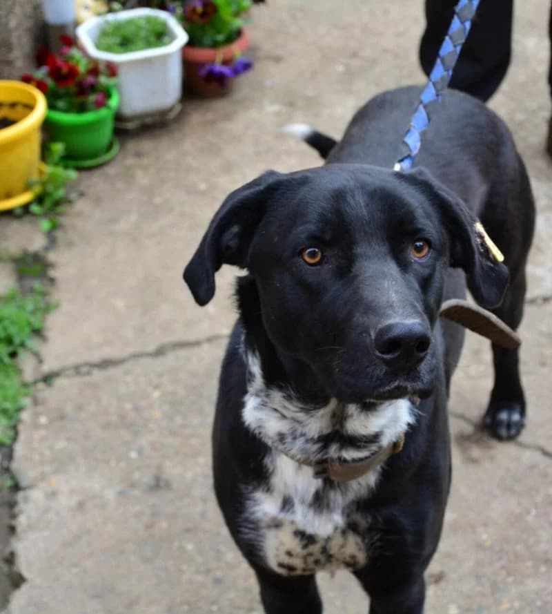 ROCKY, male young Mixed Breed for adoption at Stichting NKM Dog & Cat Rescue Team, Tiel (NL-wide)