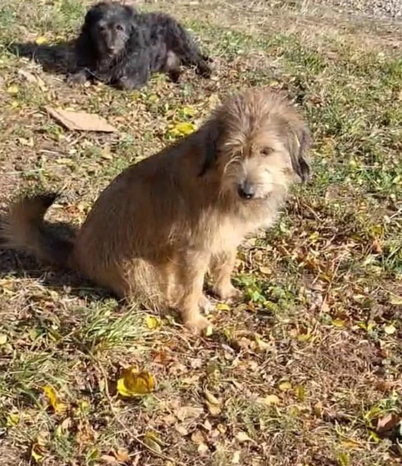 ROSHI, male 4yo Mixed Breed for adoption at Stichting NKM Dog & Cat Rescue Team, Tiel (NL-wide)