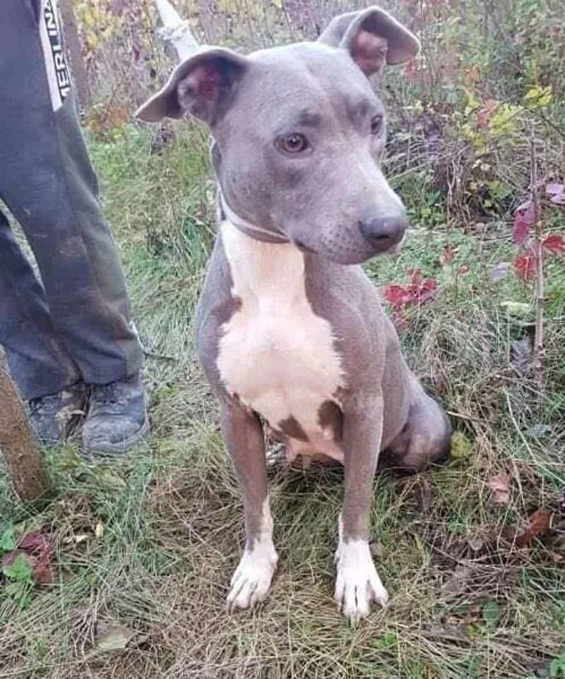 ROXANNE, female 7yo Mixed Breed for adoption at Stichting NKM Dog & Cat Rescue Team, Tiel (NL-wide)