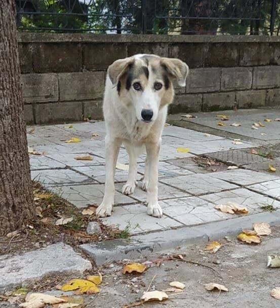 SADIE, female senior Mixed Breed for adoption at Stichting NKM Dog & Cat Rescue Team, Tiel (NL-wide)