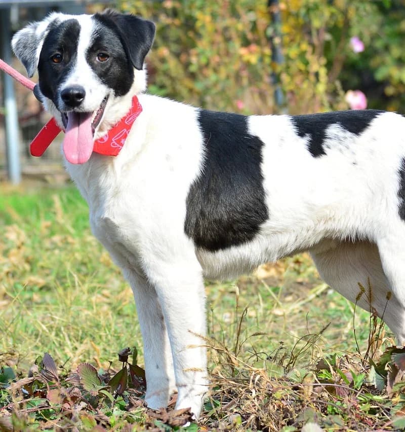SADIE II, female young Mixed Breed for adoption at Stichting NKM Dog & Cat Rescue Team, Tiel (NL-wide)