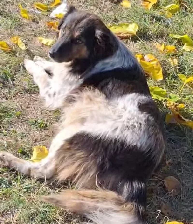 SHARKO, male senior Mixed Breed for adoption at Stichting NKM Dog & Cat Rescue Team, Tiel (NL-wide)