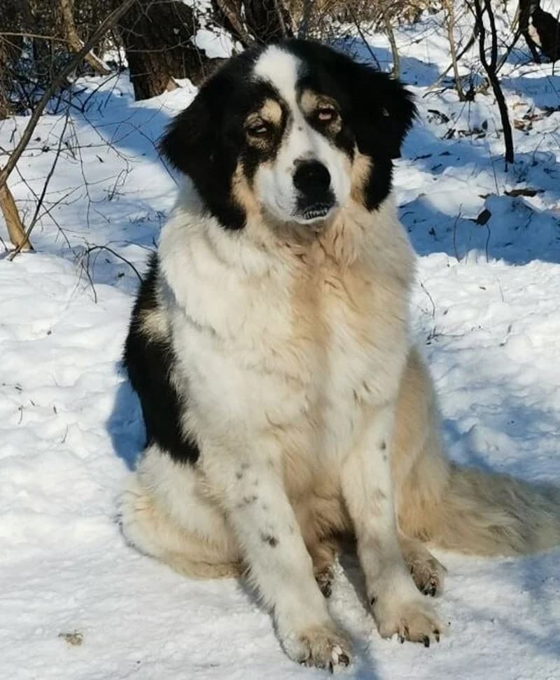 SHELLY, female 7yo Mixed Breed for adoption at Stichting NKM Dog & Cat Rescue Team, Tiel (NL-wide)