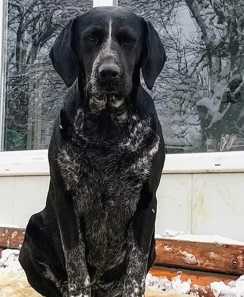SINA, female 5yo Mixed Breed for adoption at Stichting NKM Dog & Cat Rescue Team, Tiel (NL-wide)