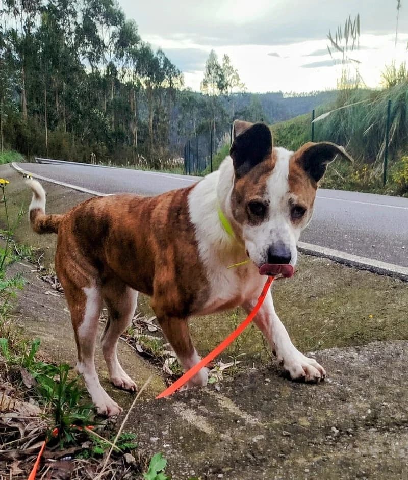 SORIA, female senior Mixed Breed for adoption at Stichting NKM Dog & Cat Rescue Team, Tiel (NL-wide)