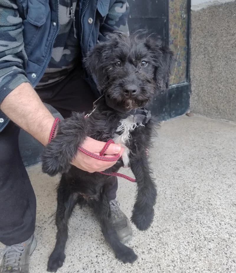TEDDY, male puppy Mixed Breed for adoption at Stichting NKM Dog & Cat Rescue Team, Tiel (NL-wide)