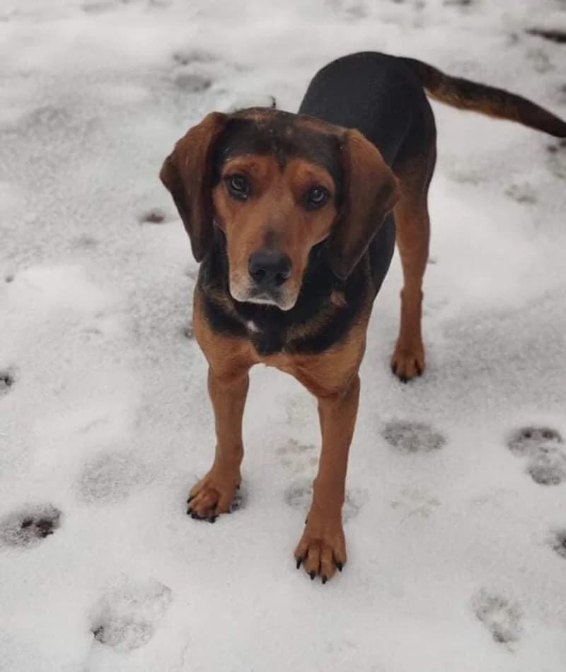 TEXAS, male 7yo Mixed Breed for adoption at Stichting NKM Dog & Cat Rescue Team, Tiel (NL-wide)