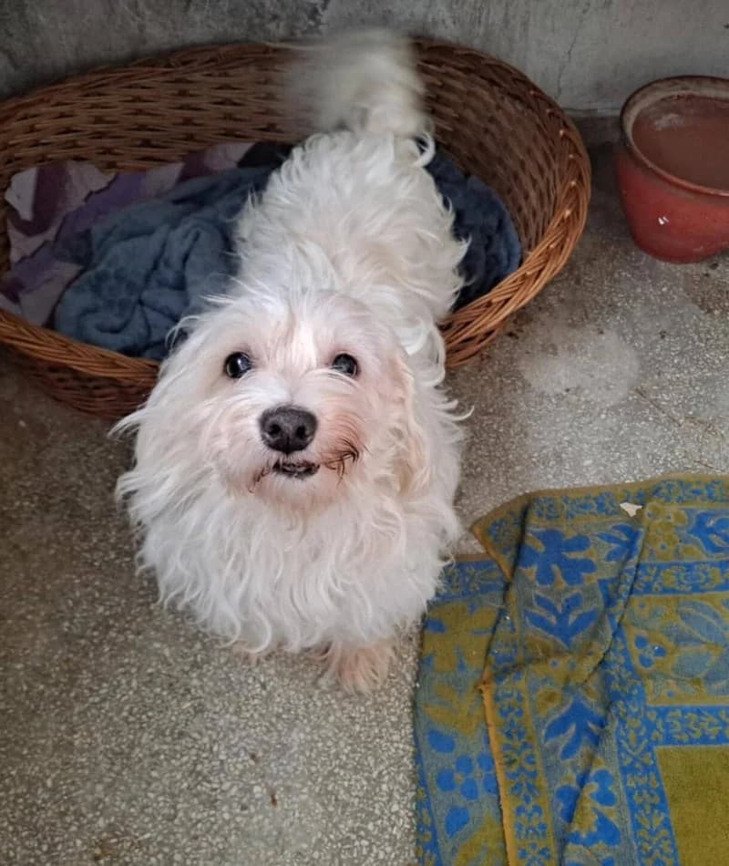 TOBY, male senior Mixed Breed for adoption at Stichting NKM Dog & Cat Rescue Team, Tiel (NL-wide)