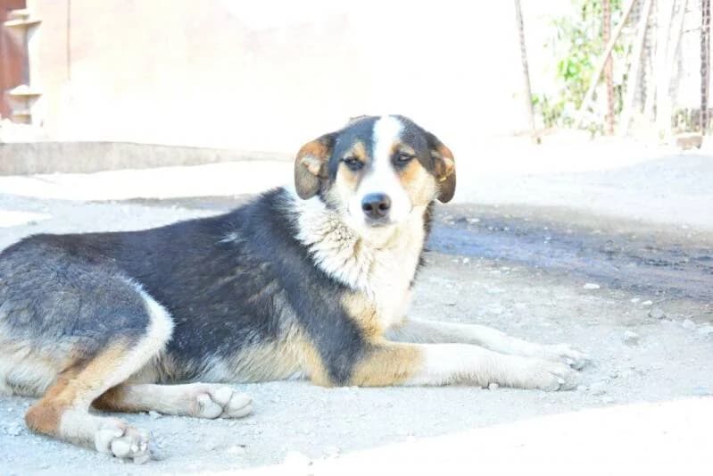VALENA, female senior Mixed Breed for adoption at Stichting NKM Dog & Cat Rescue Team, Tiel (NL-wide)