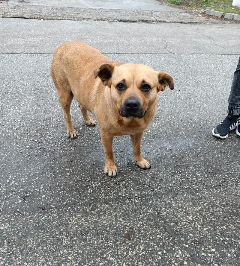 ZIVA, female 6yo Mixed Breed for adoption at Stichting NKM Dog & Cat Rescue Team, Tiel (NL-wide)