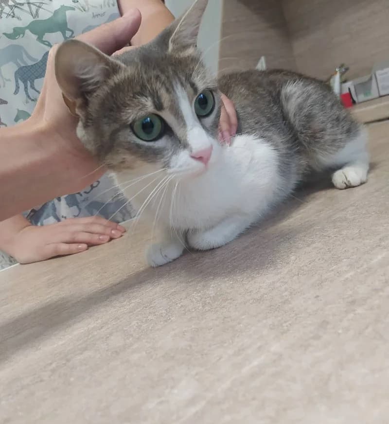 ALAYA, female 3yo European Shorthair for adoption at Stichting NKM Dog & Cat Rescue Team, Tiel (NL-wide)