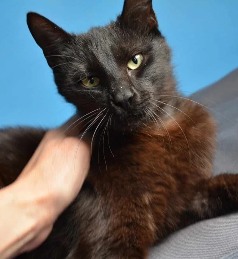 ARIANA, female young European Shorthair for adoption at Stichting NKM Dog & Cat Rescue Team, Tiel (NL-wide)