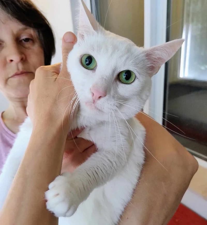 BELINDA, female 5yo European Shorthair for adoption at Stichting NKM Dog & Cat Rescue Team, Tiel (NL-wide)