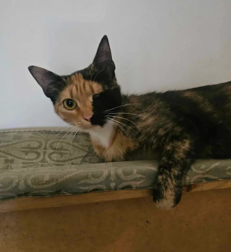 CALLIE, female young European Shorthair for adoption at Stichting NKM Dog & Cat Rescue Team, Tiel (NL-wide)