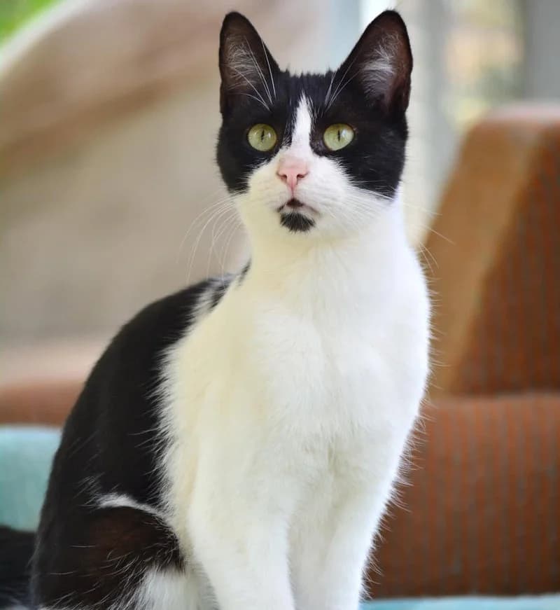 CHARLIE, male young European Shorthair for adoption at Stichting NKM Dog & Cat Rescue Team, Tiel (NL-wide)
