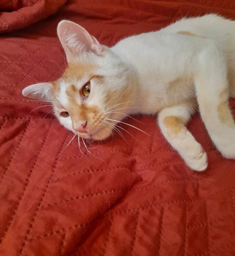 CHARLIE II, male young European Shorthair for adoption at Stichting NKM Dog & Cat Rescue Team, Tiel (NL-wide)