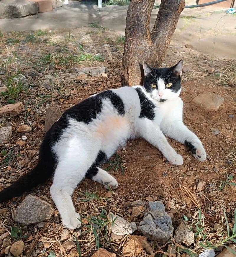 CHERYL, female 4yo European Shorthair for adoption at Stichting NKM Dog & Cat Rescue Team, Tiel (NL-wide)