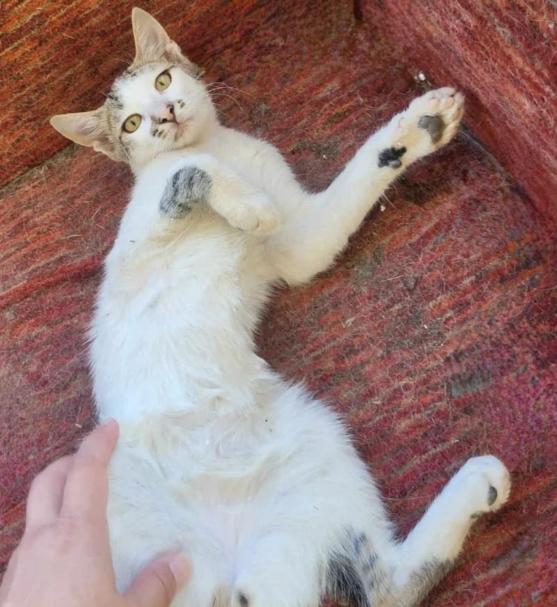 DALLAS, male European Shorthair for adoption at Stichting NKM Dog & Cat Rescue Team, Tiel (NL-wide)