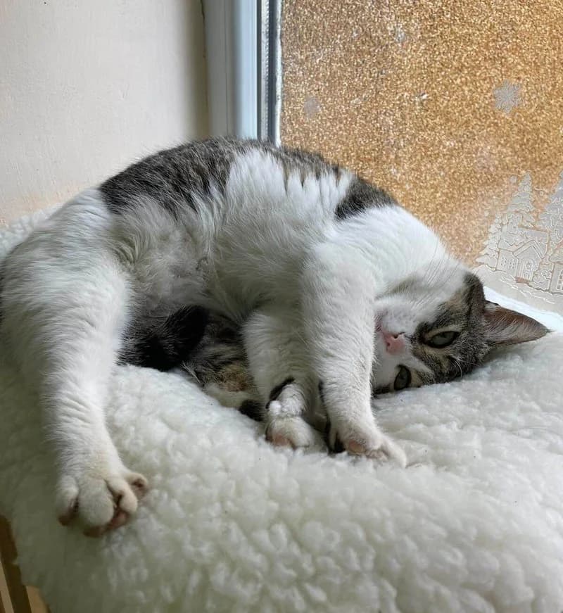 ELSA, female 3yo European Shorthair for adoption at Stichting NKM Dog & Cat Rescue Team, Tiel (NL-wide)