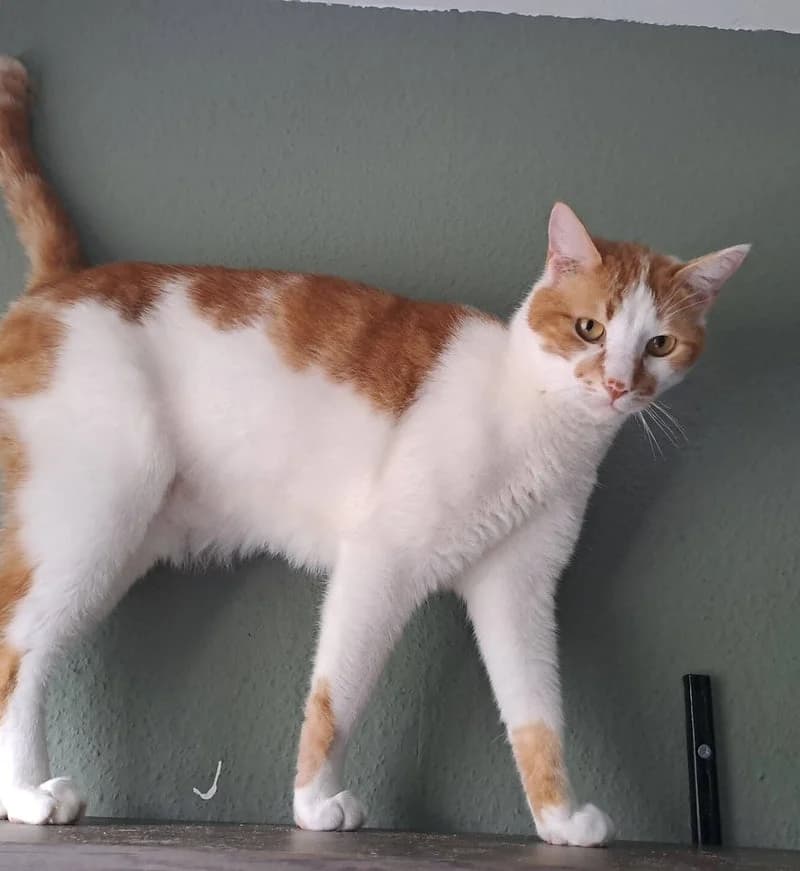 EROS, male 4yo European Shorthair for adoption at Stichting NKM Dog & Cat Rescue Team, Tiel (NL-wide)