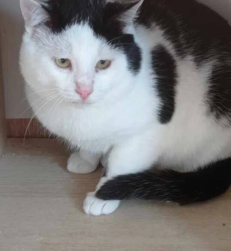 FELIX, male 3yo European Shorthair for adoption at Stichting NKM Dog & Cat Rescue Team, Tiel (NL-wide)