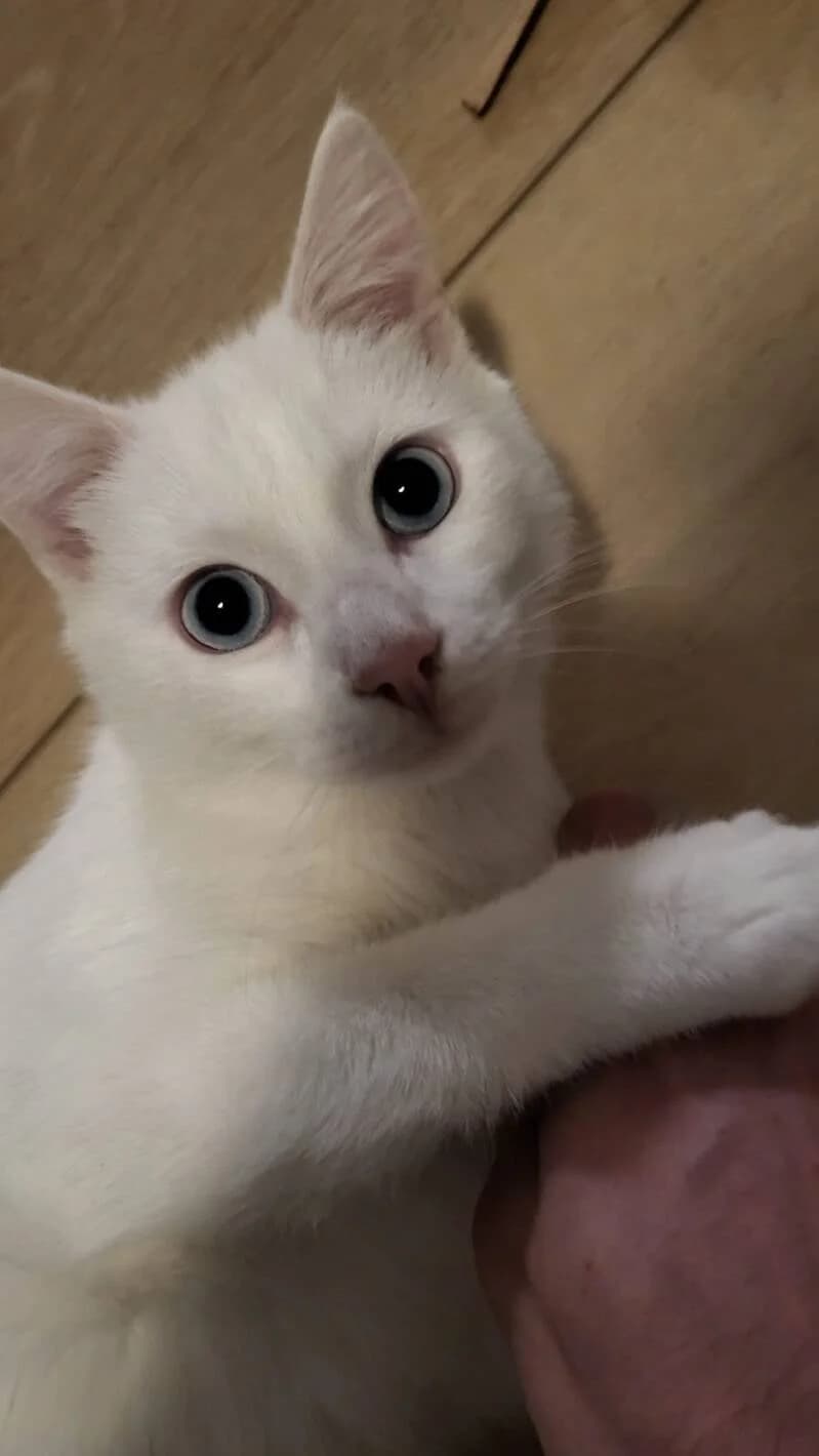 FROSTY, male 3yo European Shorthair for adoption at Stichting NKM Dog & Cat Rescue Team, Tiel (NL-wide)