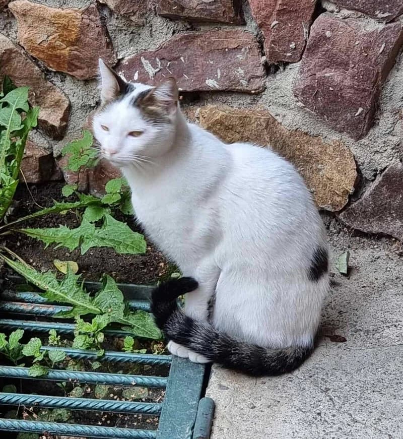 HAZEL, female 4yo European Shorthair for adoption at Stichting NKM Dog & Cat Rescue Team, Tiel (NL-wide)