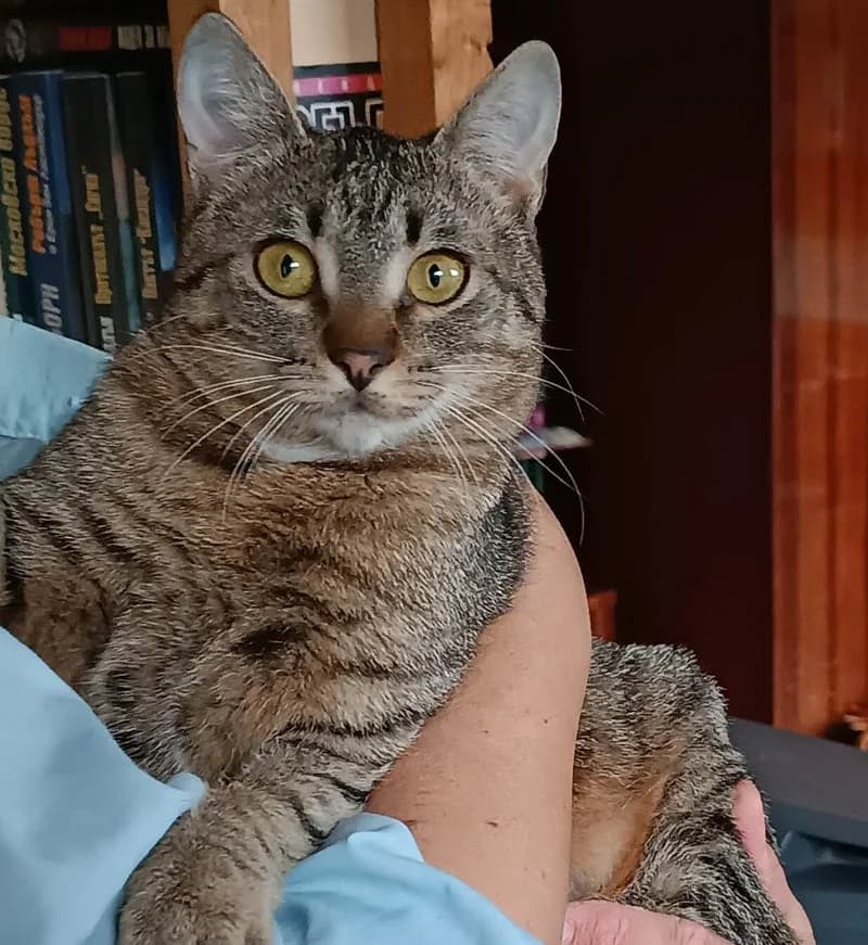 HENRY, female 3yo European Shorthair for adoption at Stichting NKM Dog & Cat Rescue Team, Tiel (NL-wide)