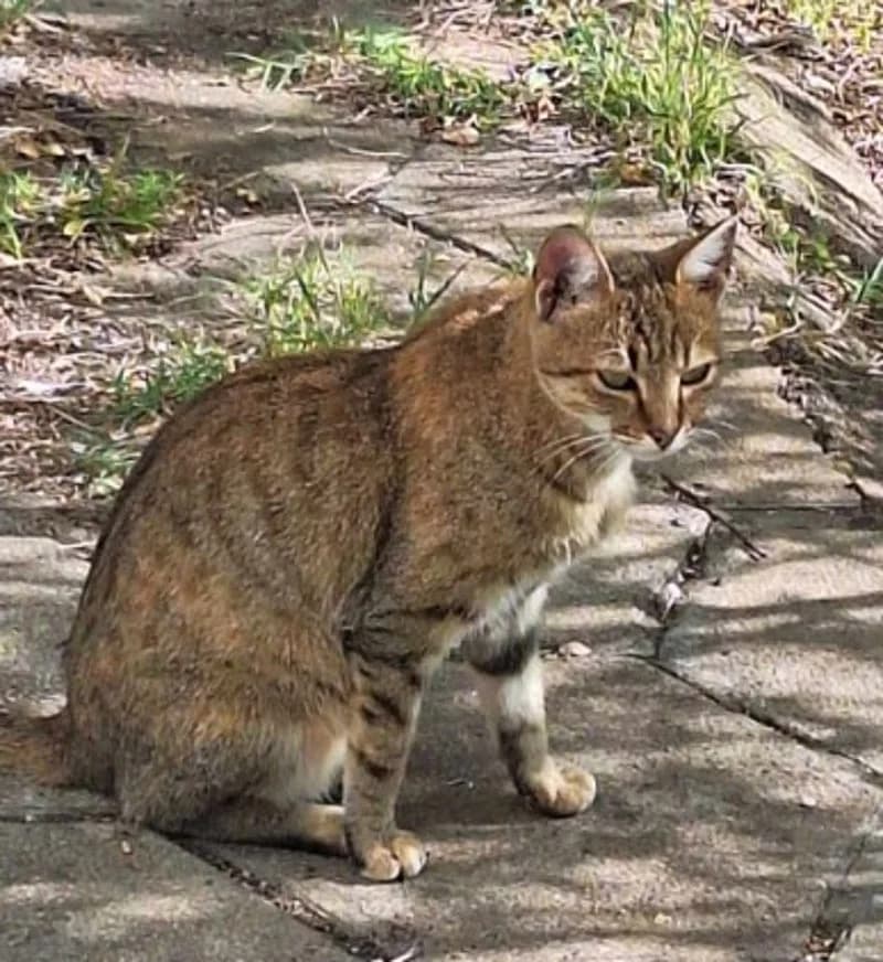 ISABEL, female young European Shorthair for adoption at Stichting NKM Dog & Cat Rescue Team, Tiel (NL-wide)