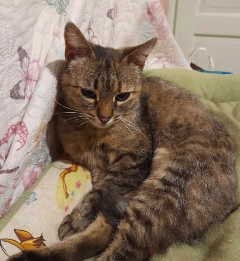 IZZY, female 5yo European Shorthair for adoption at Stichting NKM Dog & Cat Rescue Team, Tiel (NL-wide)