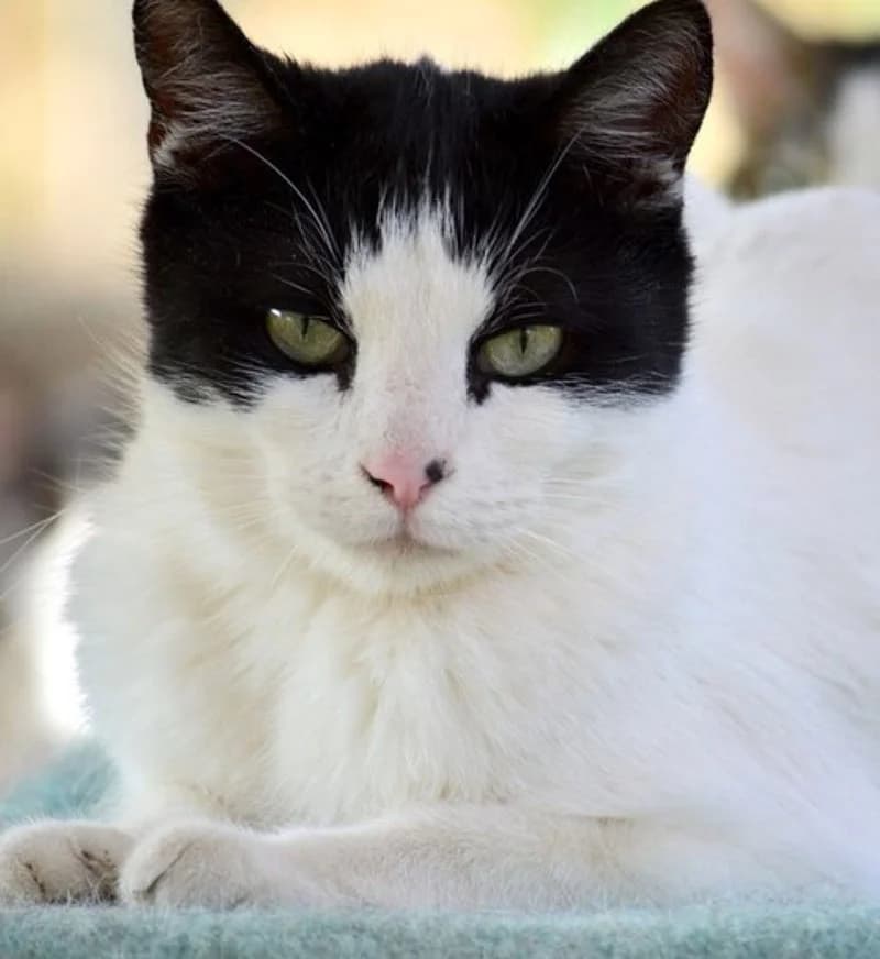 JOE, male young European Shorthair for adoption at Stichting NKM Dog & Cat Rescue Team, Tiel (NL-wide)