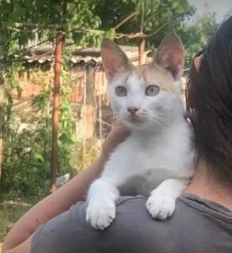 JOY, female young European Shorthair for adoption at Stichting NKM Dog & Cat Rescue Team, Tiel (NL-wide)