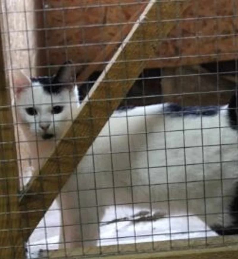 KIKO, male 3yo European Shorthair for adoption at Stichting NKM Dog & Cat Rescue Team, Tiel (NL-wide)