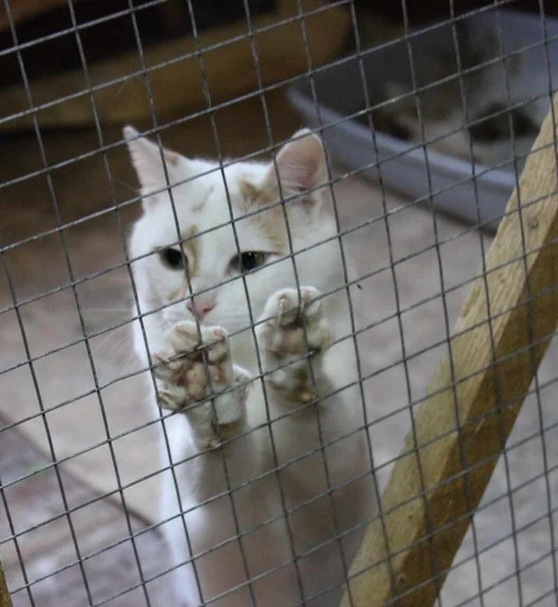 LUCKY, male 3yo European Shorthair for adoption at Stichting NKM Dog & Cat Rescue Team, Tiel (NL-wide)