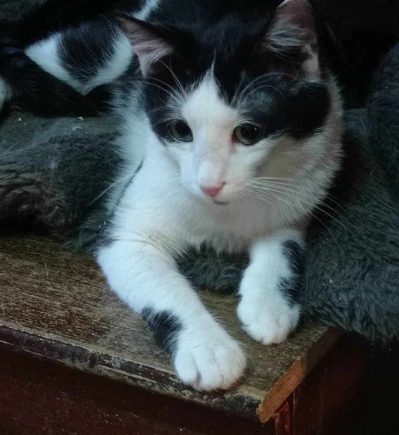 MARLEY, male 3yo European Shorthair for adoption at Stichting NKM Dog & Cat Rescue Team, Tiel (NL-wide)