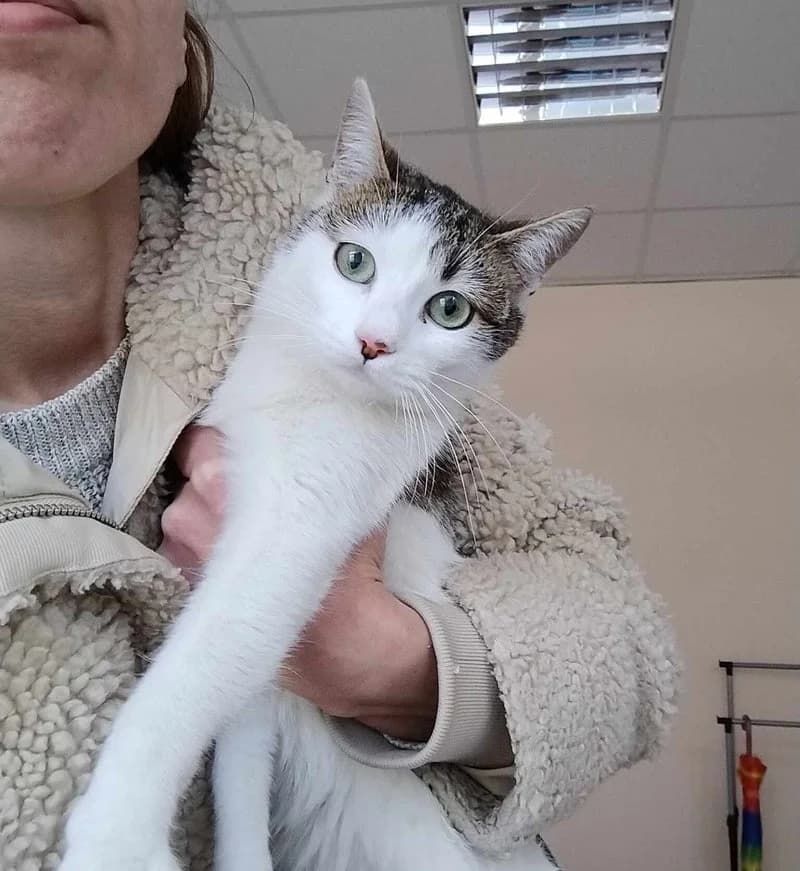 MARTHA, female young European Shorthair for adoption at Stichting NKM Dog & Cat Rescue Team, Tiel (NL-wide)