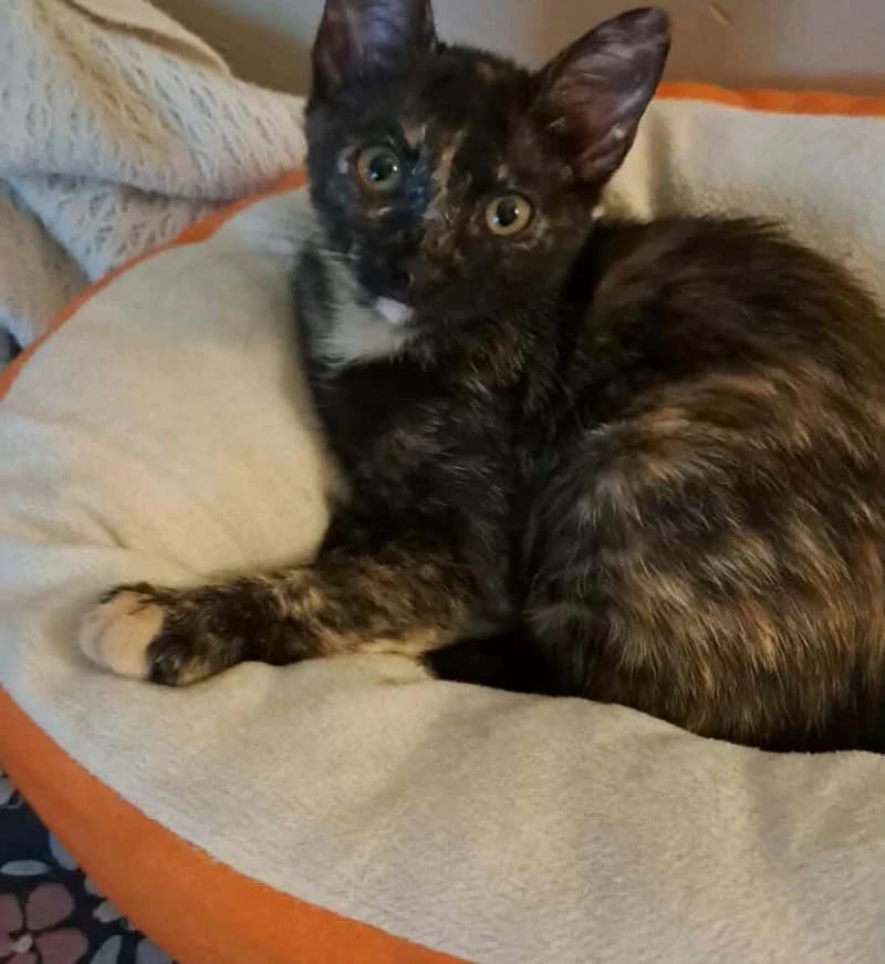 MIFFY, female puppy European Shorthair for adoption at Stichting NKM Dog & Cat Rescue Team, Tiel (NL-wide)