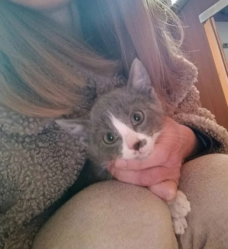 MILLIE, female young European Shorthair for adoption at Stichting NKM Dog & Cat Rescue Team, Tiel (NL-wide)