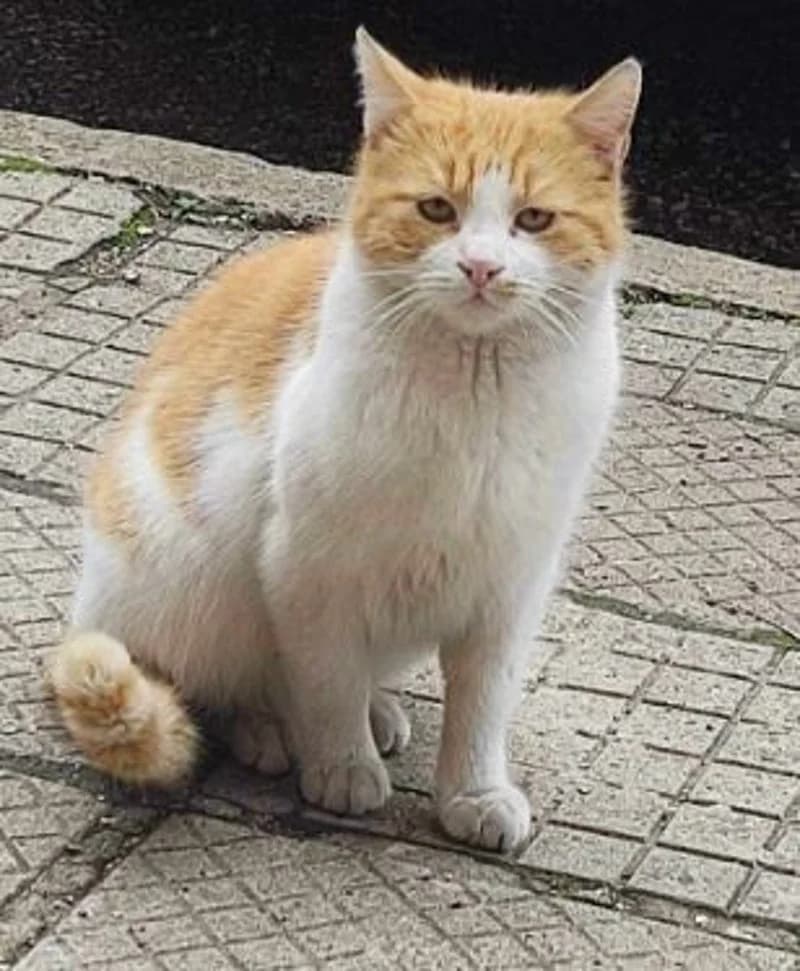 MILO, male young European Shorthair for adoption at Stichting NKM Dog & Cat Rescue Team, Tiel (NL-wide)