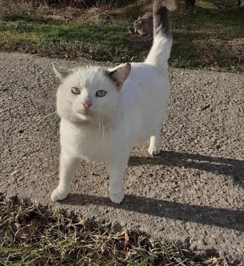 MILO I, male 3yo European Shorthair for adoption at Stichting NKM Dog & Cat Rescue Team, Tiel (NL-wide)