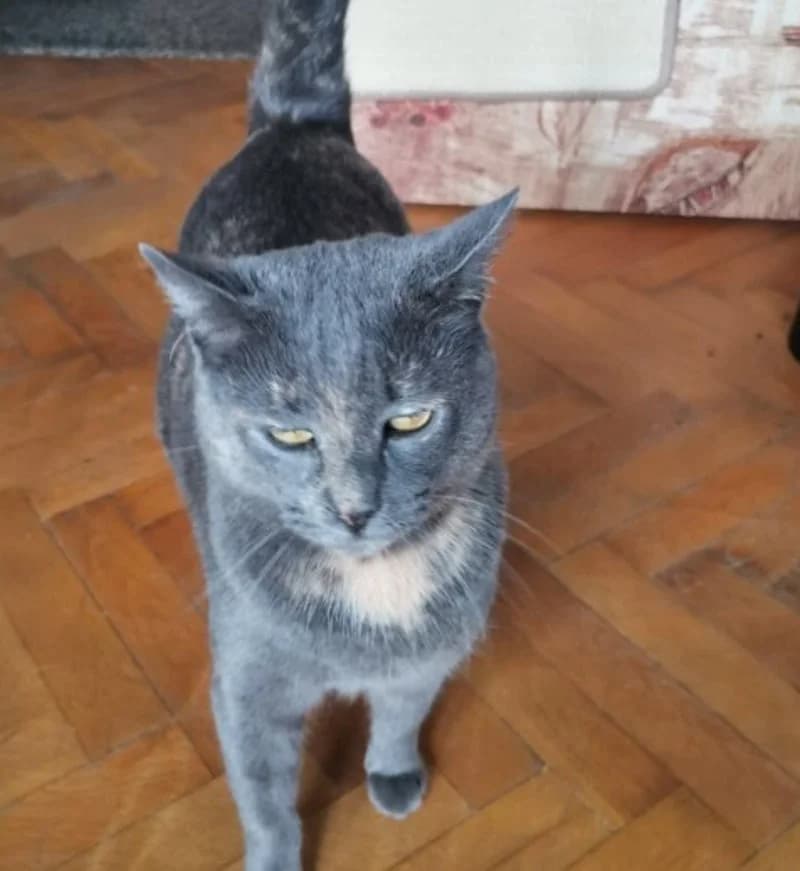 MISTY, female young European Shorthair for adoption at Stichting NKM Dog & Cat Rescue Team, Tiel (NL-wide)